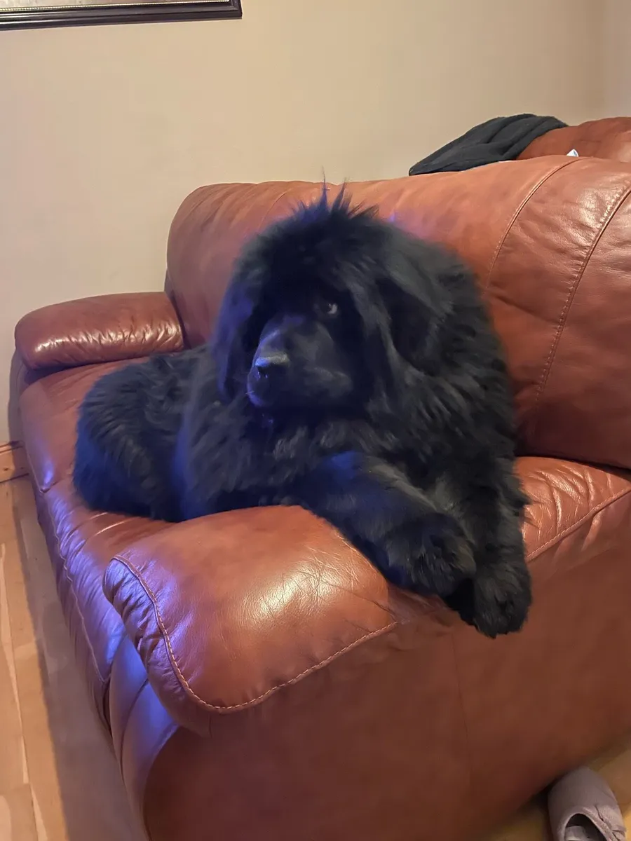 3-2-1 suite  Italian leather - Image 1