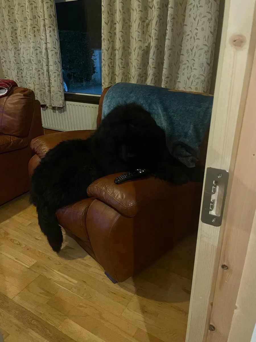 3-2-1 suite  Italian leather - Image 2