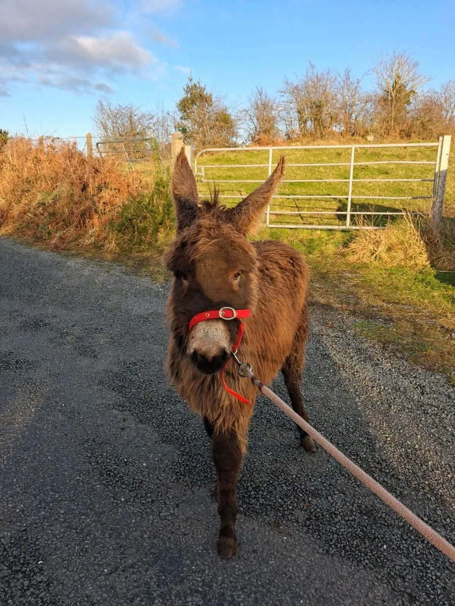 Male donkey - Image 1