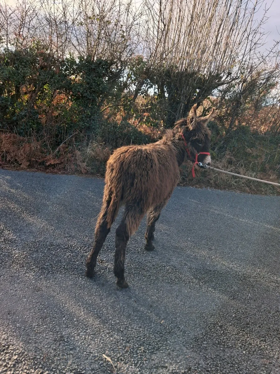 Male donkey - Image 2