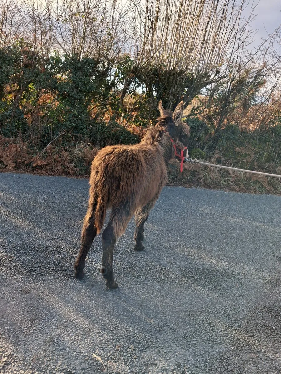 Male donkey - Image 3