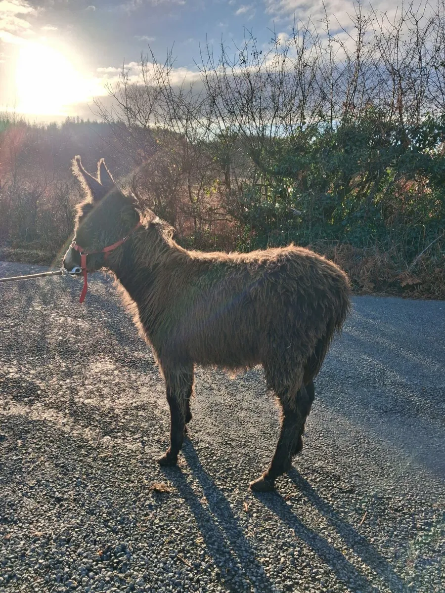 Male donkey - Image 4