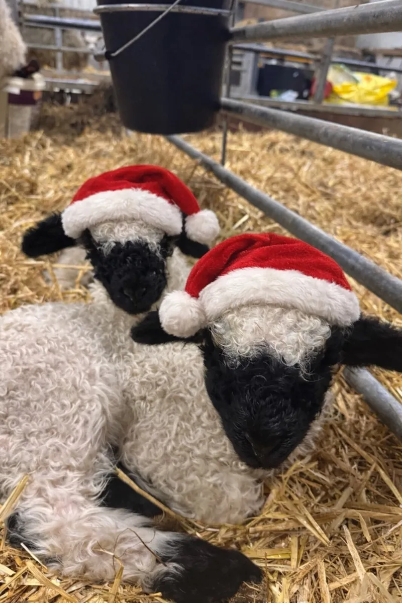 Carrick Christmas Belles Sale - Image 1