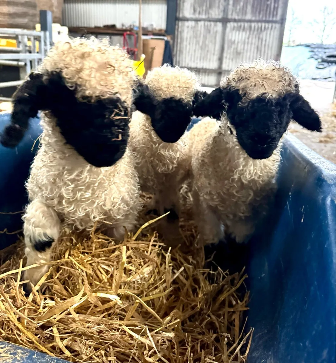 Carrick Christmas Belles Sale - Image 2