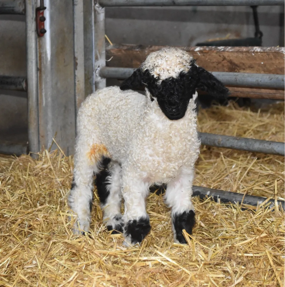 Carrick Christmas Belles Sale - Image 3