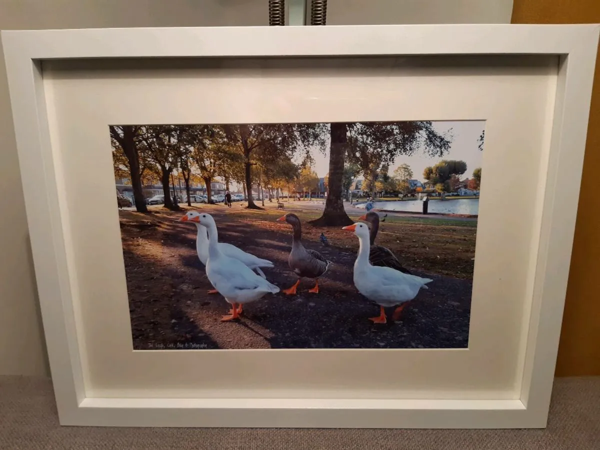 The Lough, Cork - Image 1