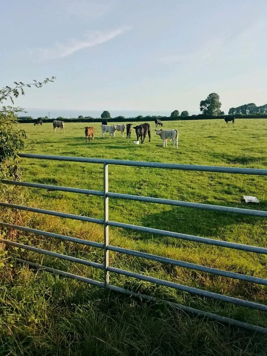 Looking for Farm or tractor work - Image 2