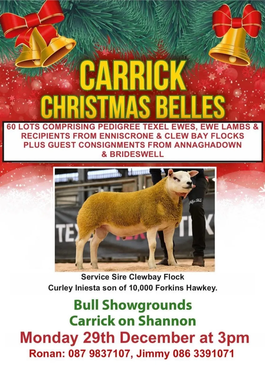 Carrick Christmas Belles Sale - Image 4