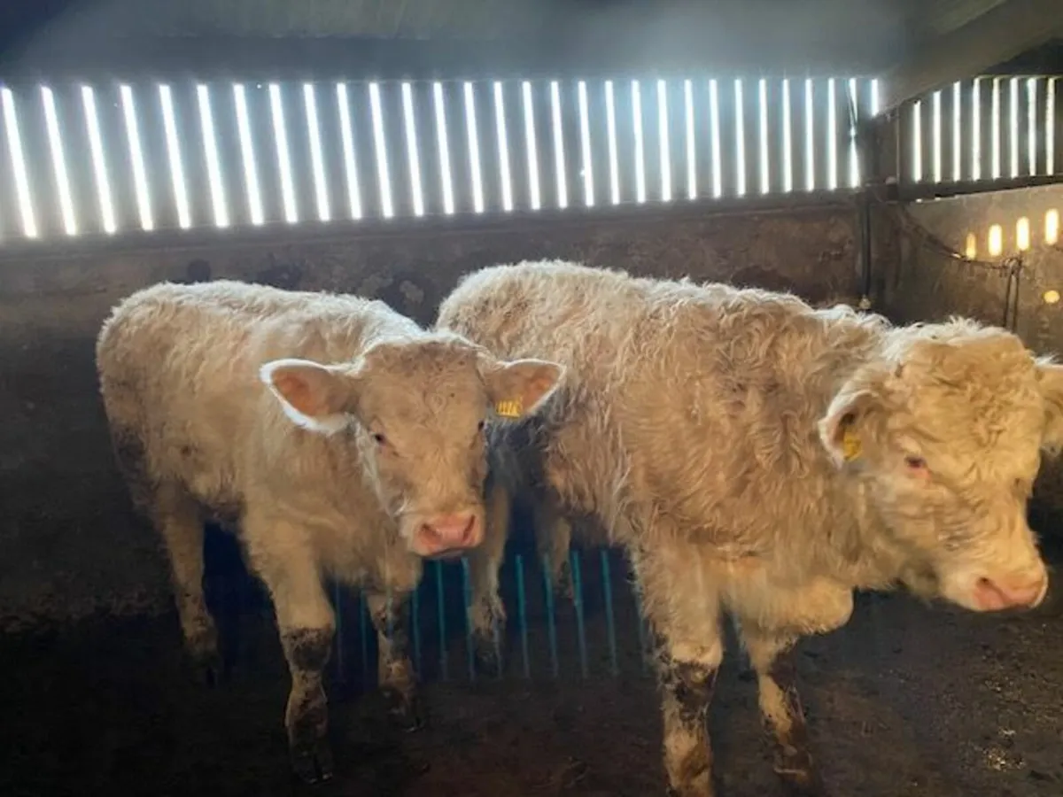 Two Pedigree (non-reg) Charolais bulls