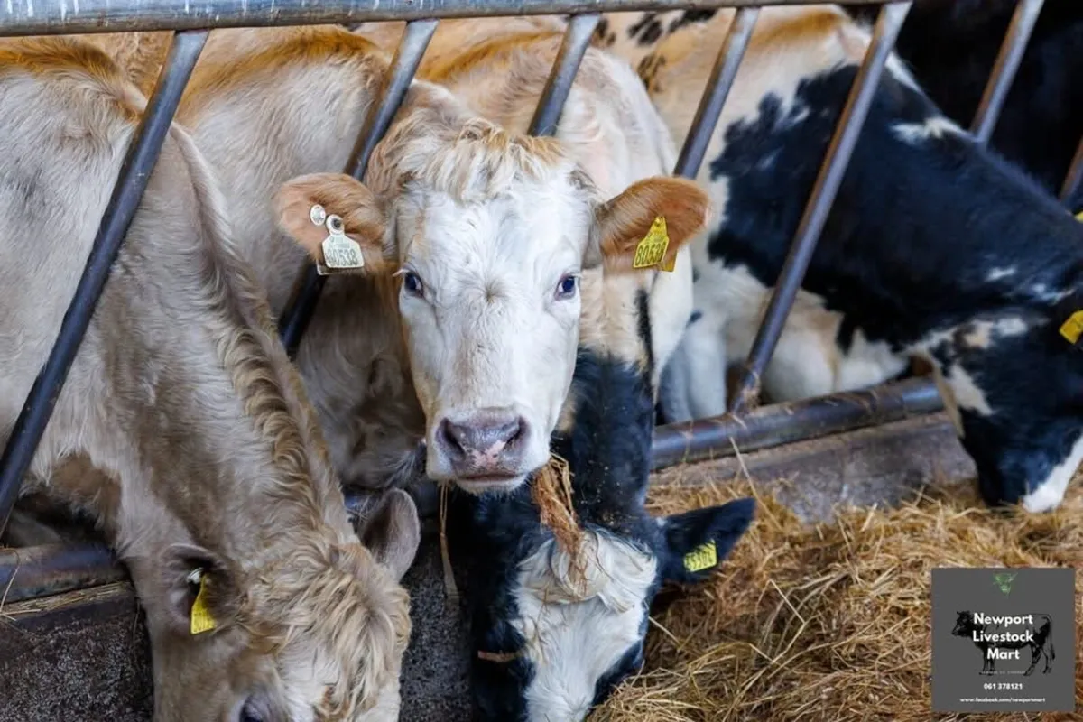20 Incalf Lim & Her Heifers - Image 1