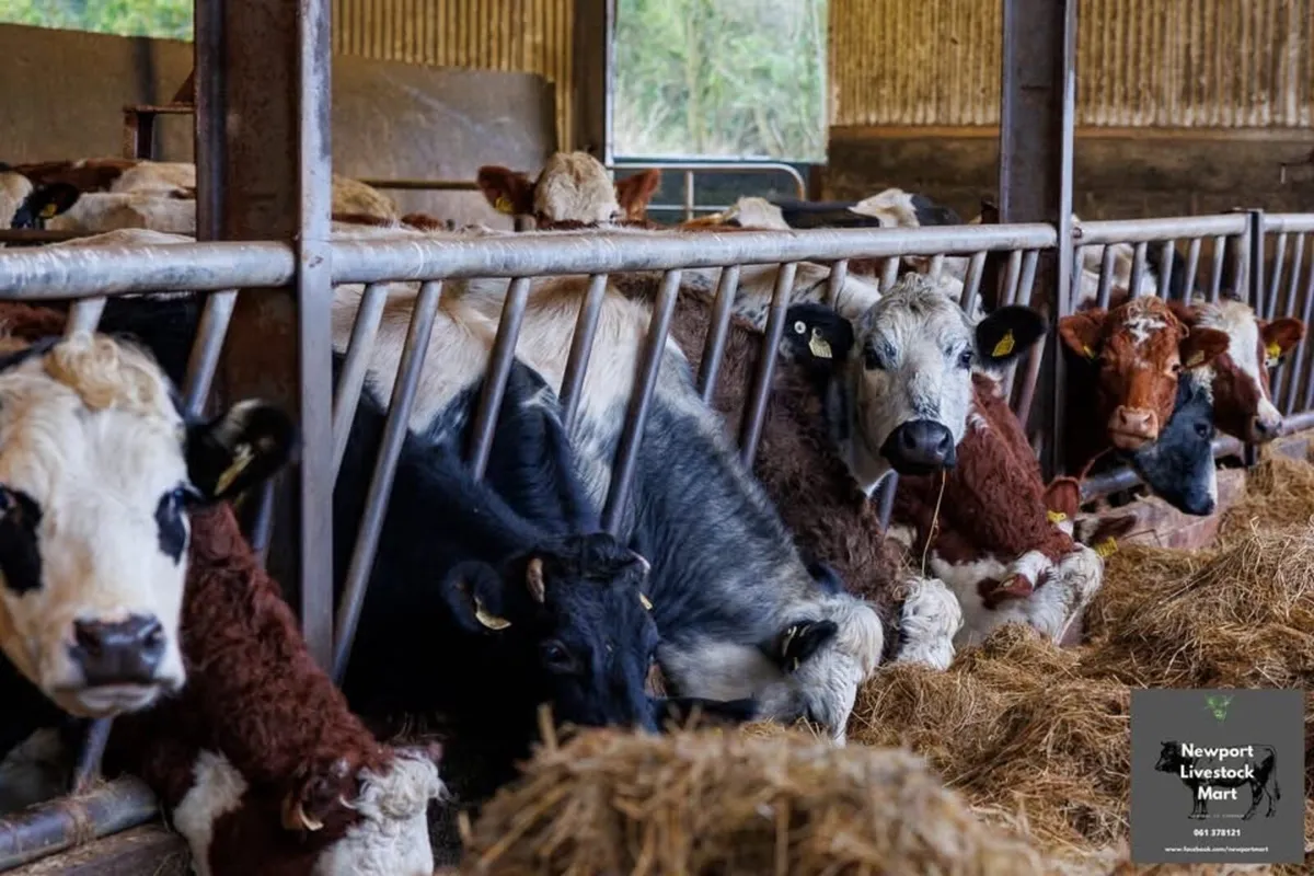 20 Incalf Lim & Her Heifers - Image 2