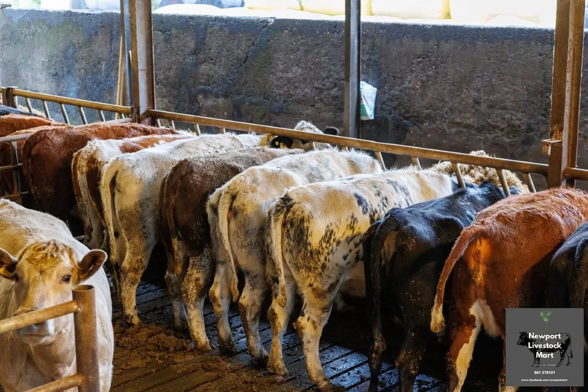 20 Incalf Lim & Her Heifers - Image 3