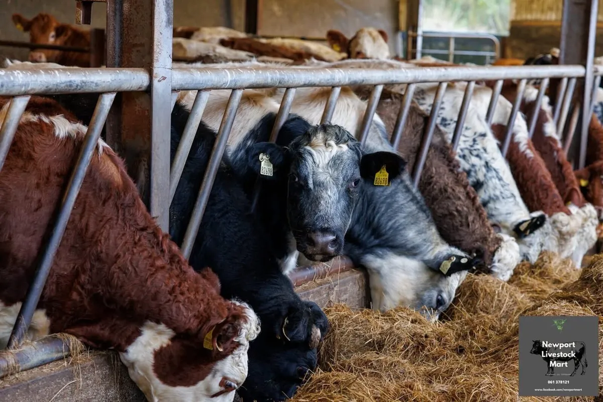 20 Incalf Lim & Her Heifers - Image 4