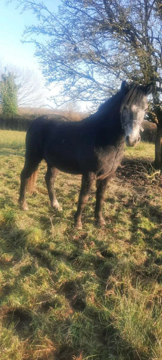 Connemara pony - Image 2