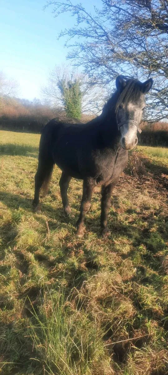 Connemara pony - Image 3