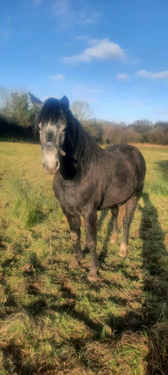 Connemara pony - Image 1