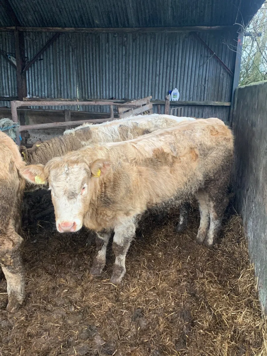 5 Super Quality Charlaois Heifers for sale - Image 1