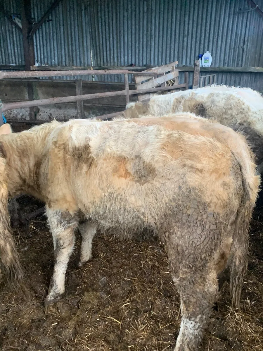 5 Super Quality Charlaois Heifers for sale - Image 3