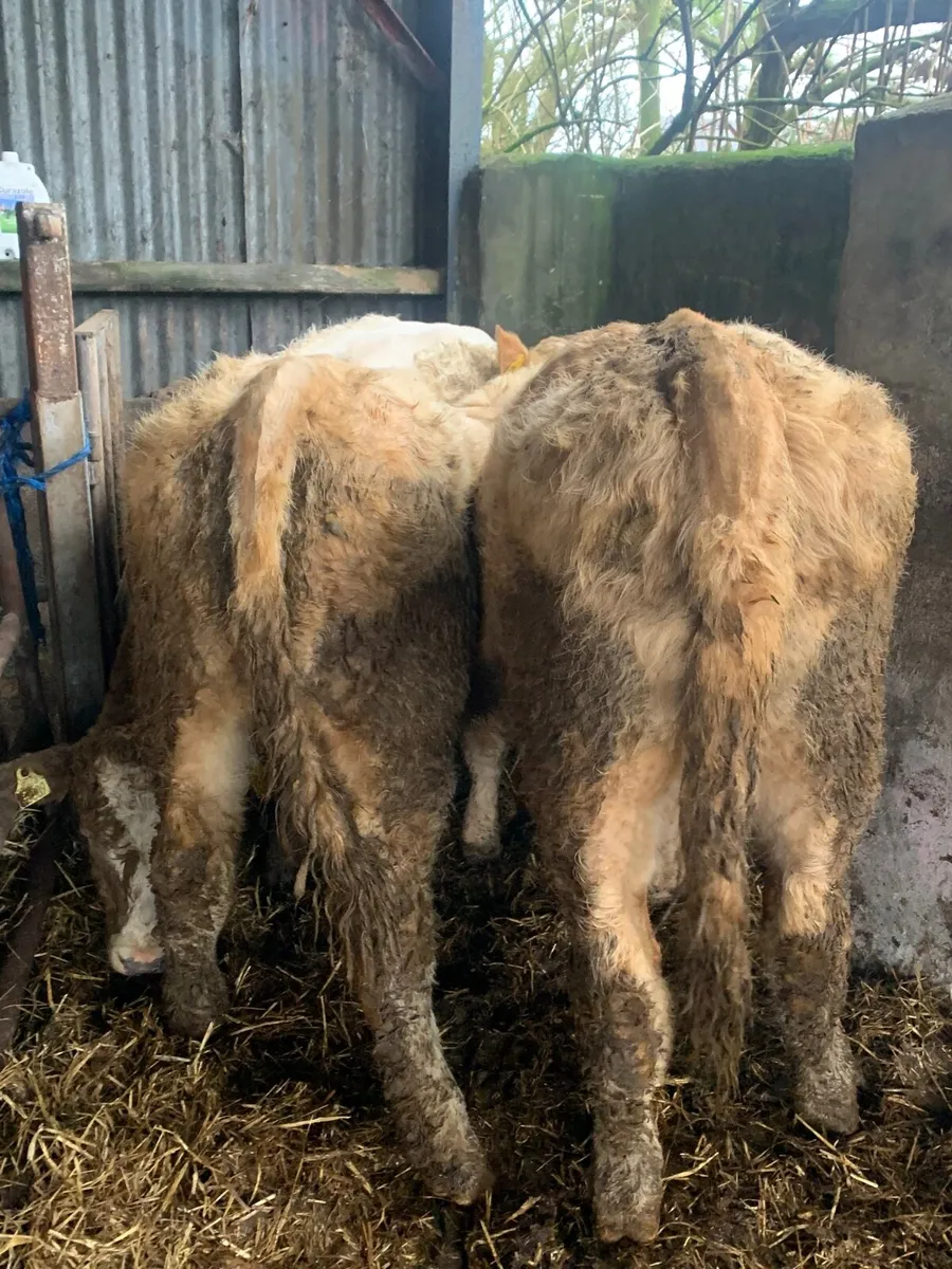 5 Super Quality Charlaois Heifers for sale - Image 4