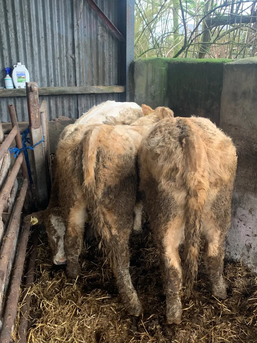 5 Super Quality Charlaois Heifers for sale - Image 2