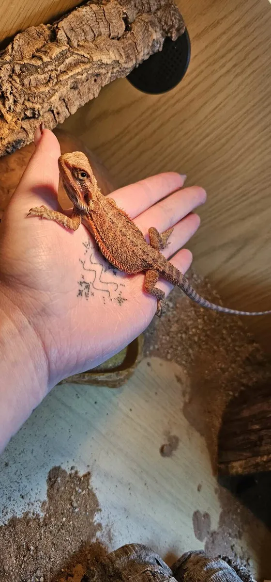 Bearded dragon and setup - Image 1