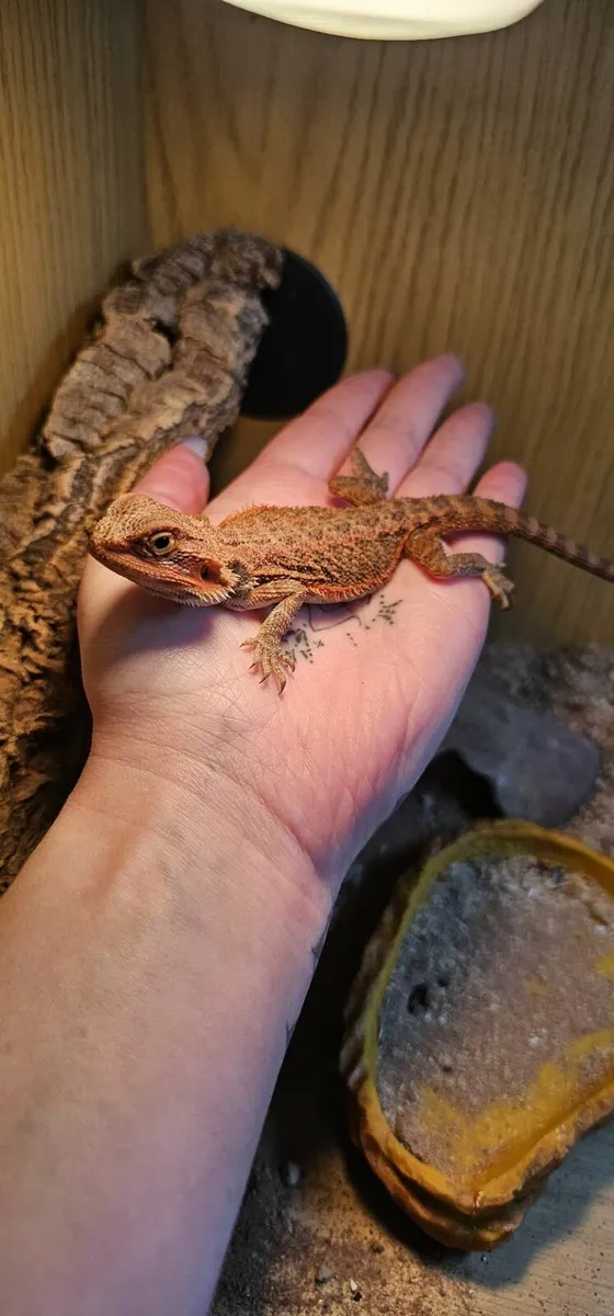 Bearded dragon and setup - Image 2