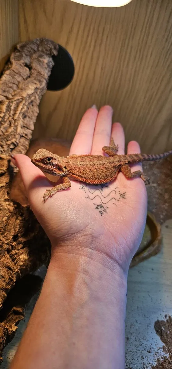 Bearded dragon and setup - Image 3