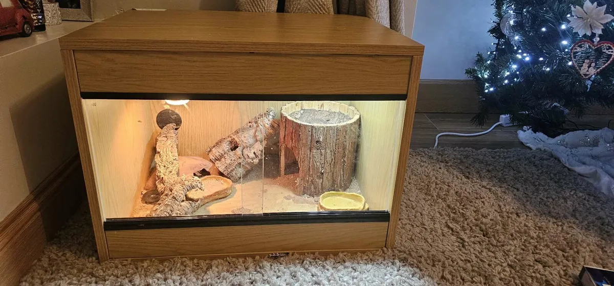 Bearded dragon and setup - Image 4