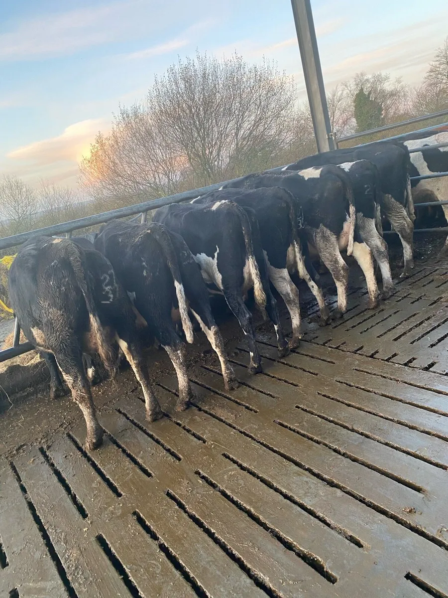 Calved heifers - Image 1