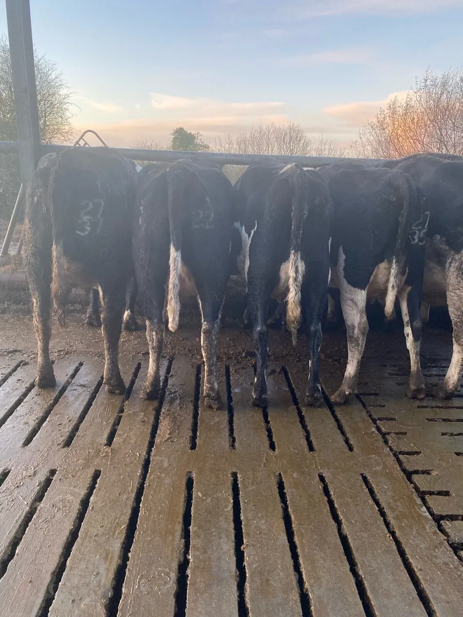 Calved heifers - Image 2