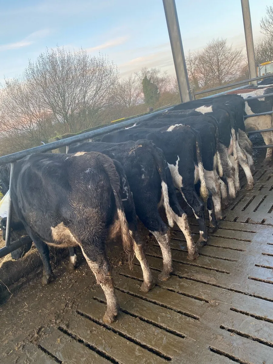 Calved heifers - Image 3