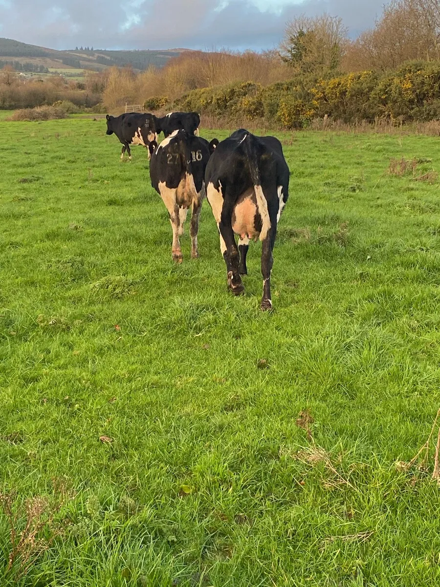 Calved heifers - Image 4