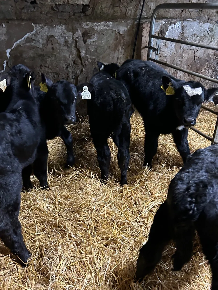 AA FR BB Suck calves - Image 1