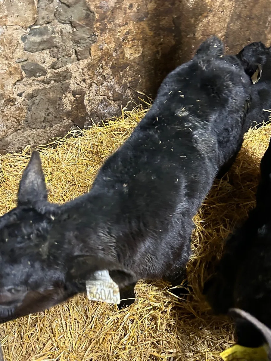 AA FR BB Suck calves - Image 2