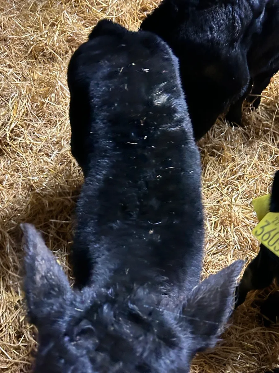 AA FR BB Suck calves - Image 3