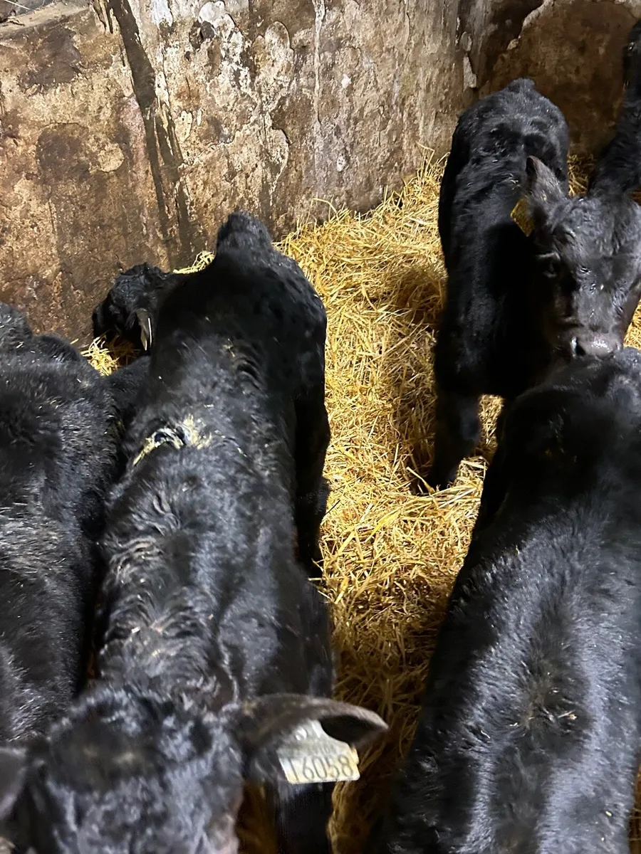 AA FR BB Suck calves - Image 4