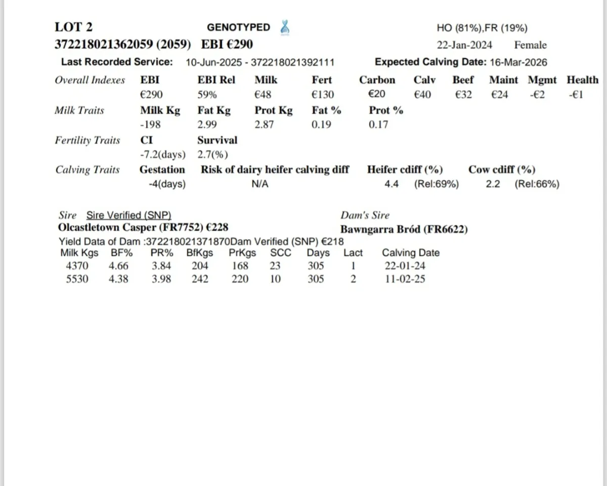 High EBI in-calf Heifer & Cows - Image 1