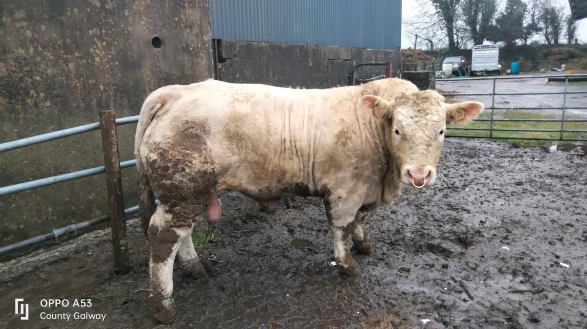 Charolais bull - Image 4