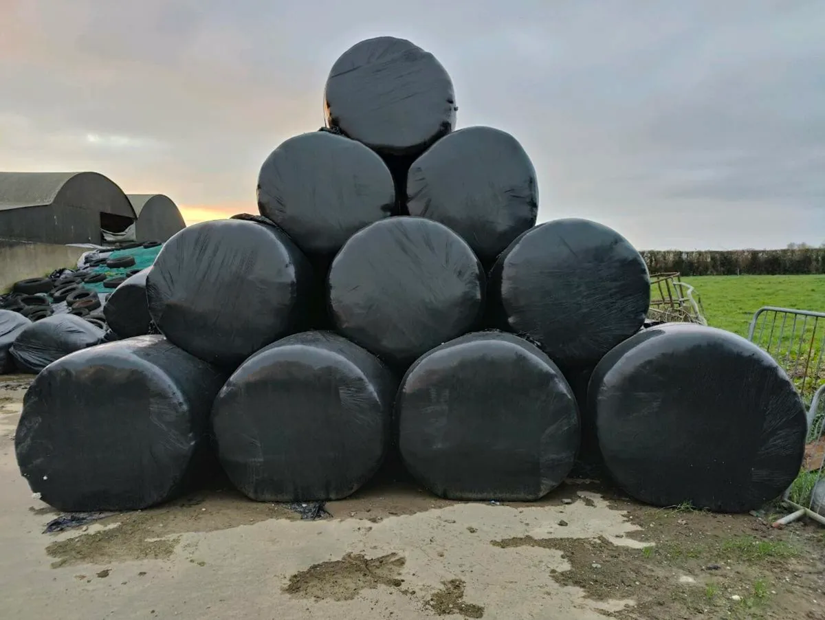30 Haylage Bales - Image 1