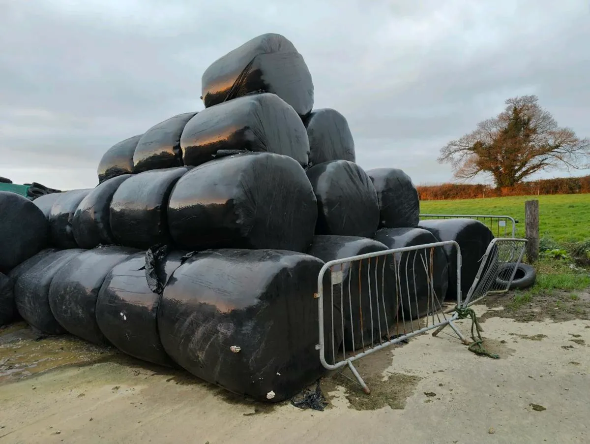 30 Haylage Bales - Image 2