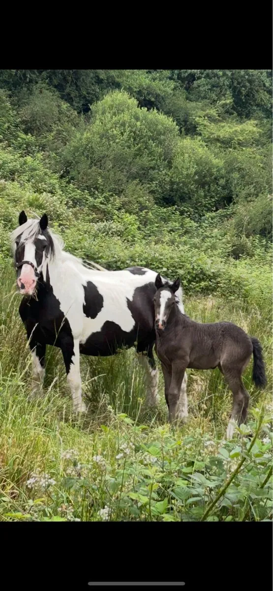 Cob filly foal - Image 1