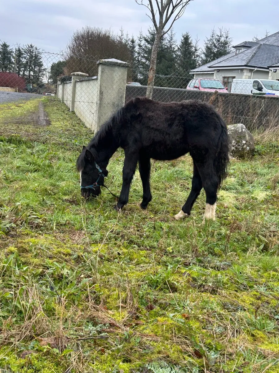 Cob filly foal - Image 2