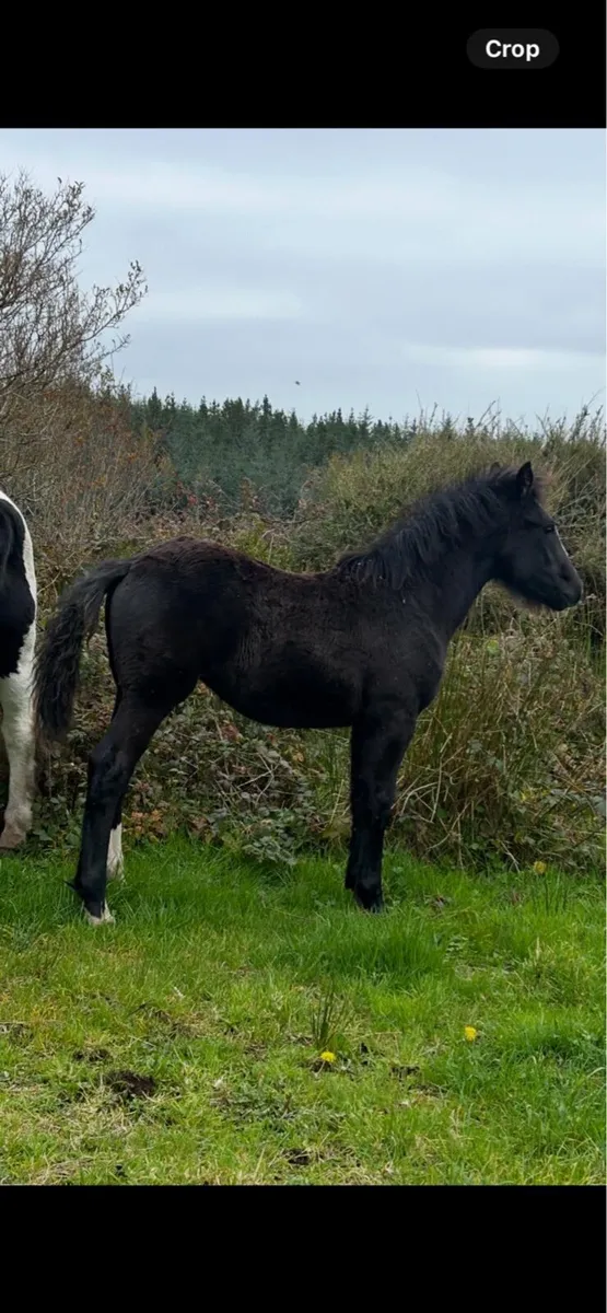 Cob filly foal - Image 3