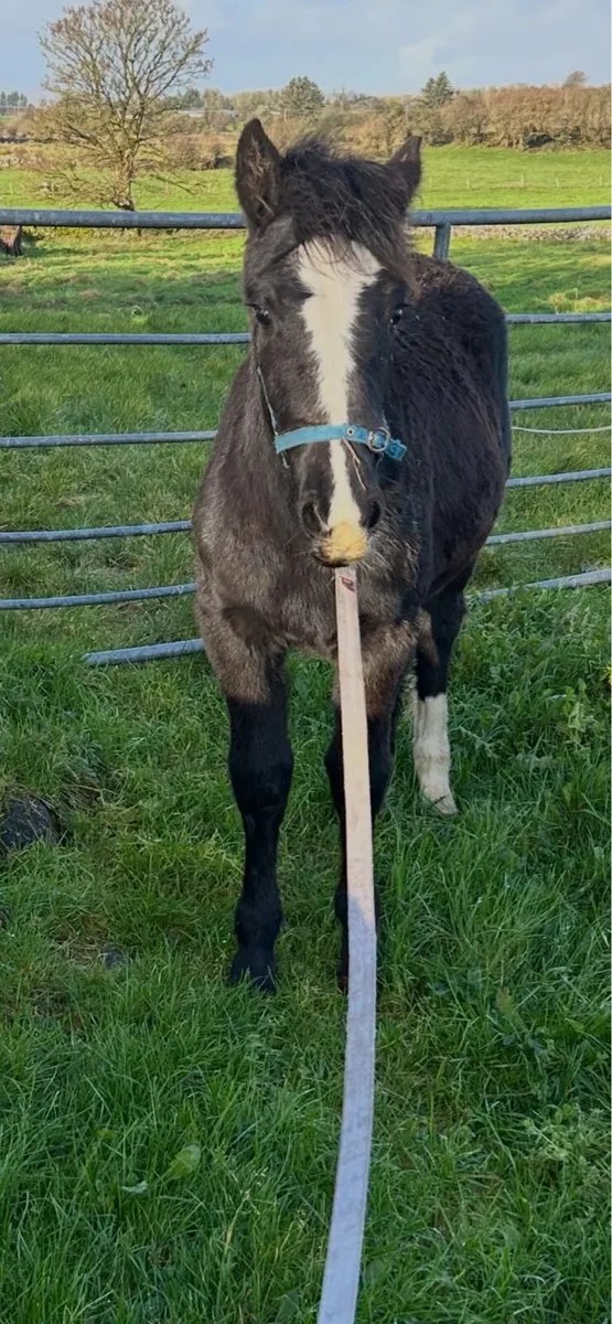 Cob filly foal - Image 4