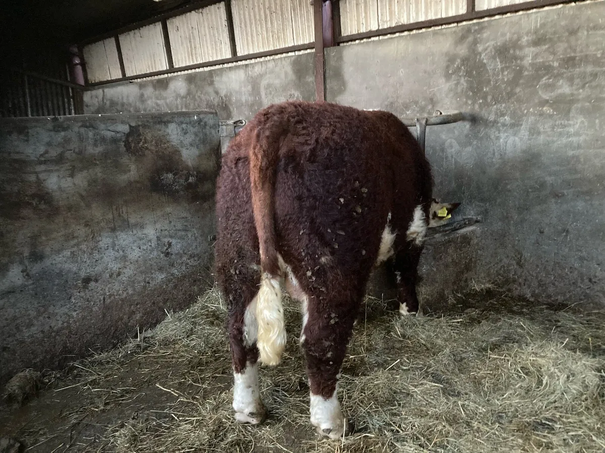 PUREBRED HEREFIRD BULL - Image 2
