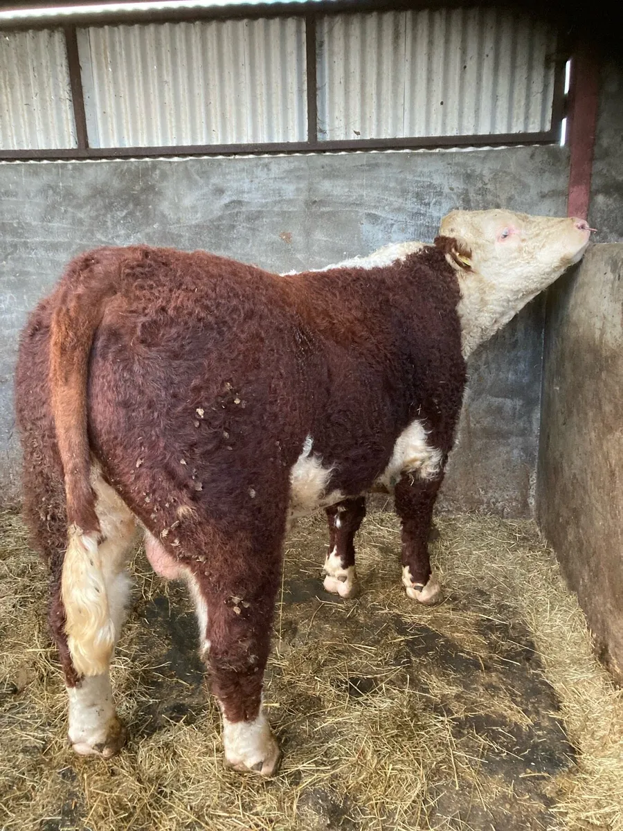PUREBRED HEREFIRD BULL - Image 3