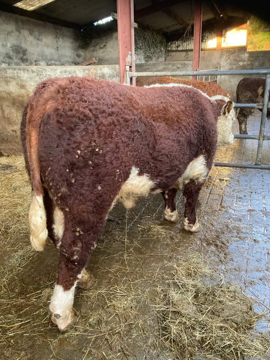 PUREBRED HEREFIRD BULL - Image 4