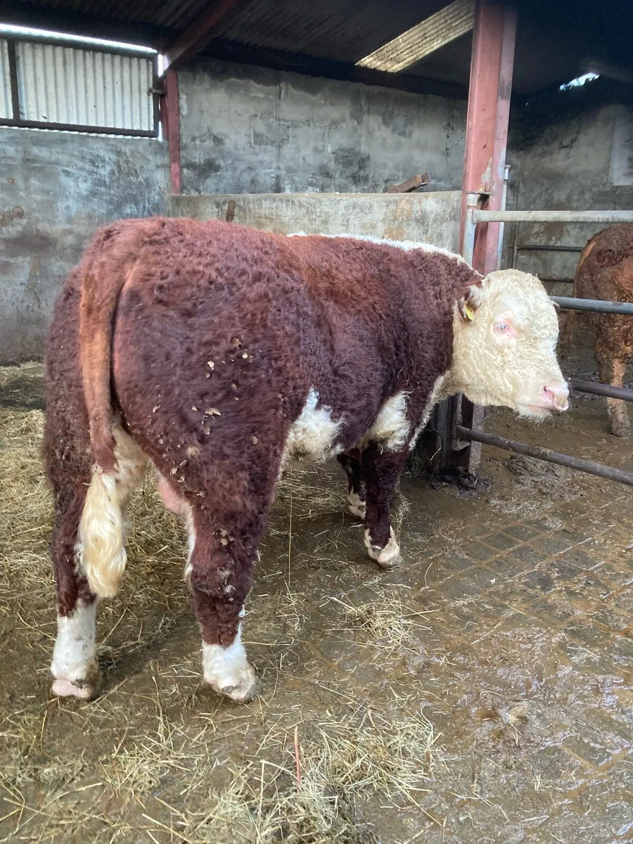 PUREBRED HEREFIRD BULL - Image 1