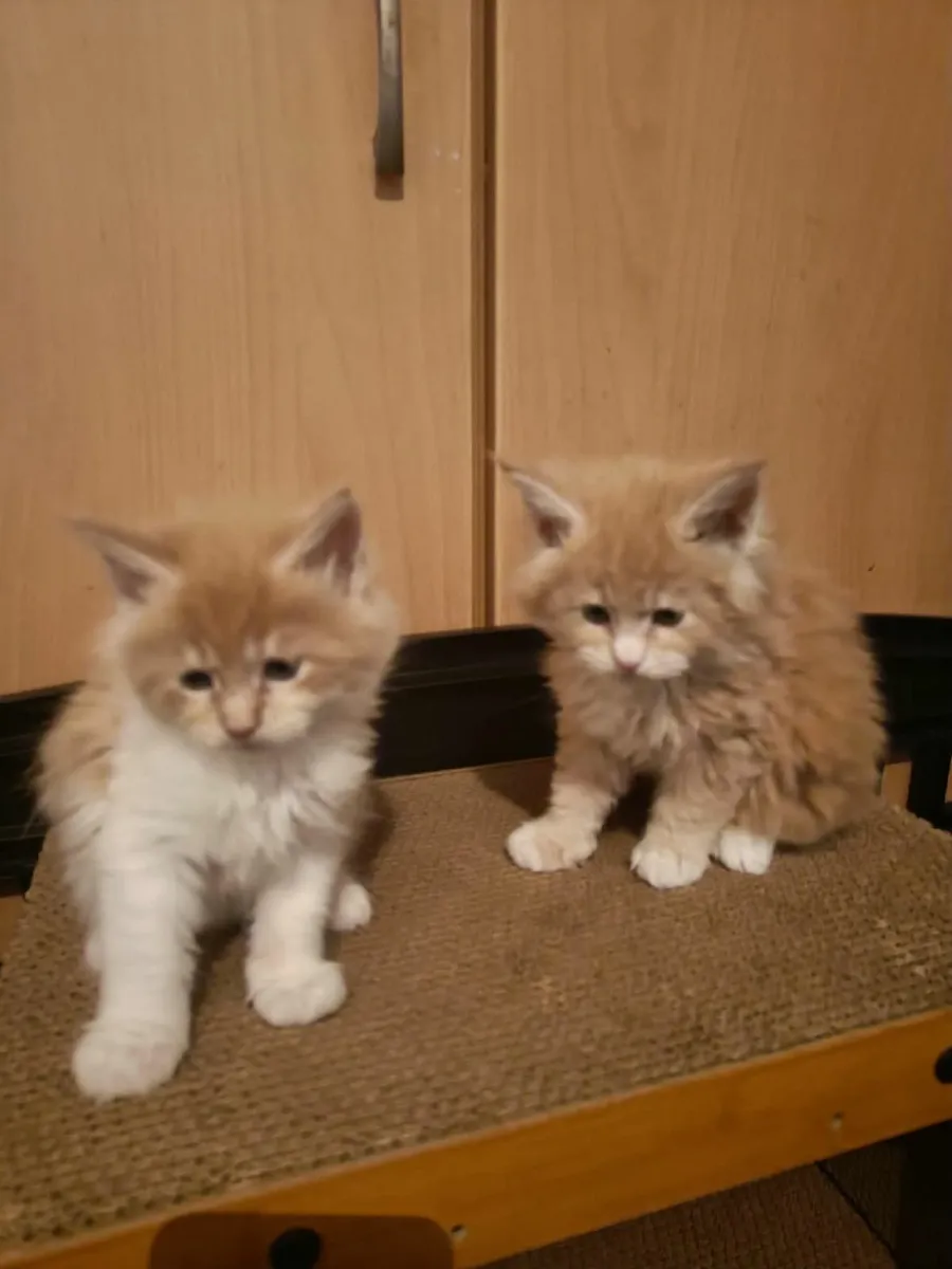 Maine Coon kittens registered with the WSFfor sale - Image 1
