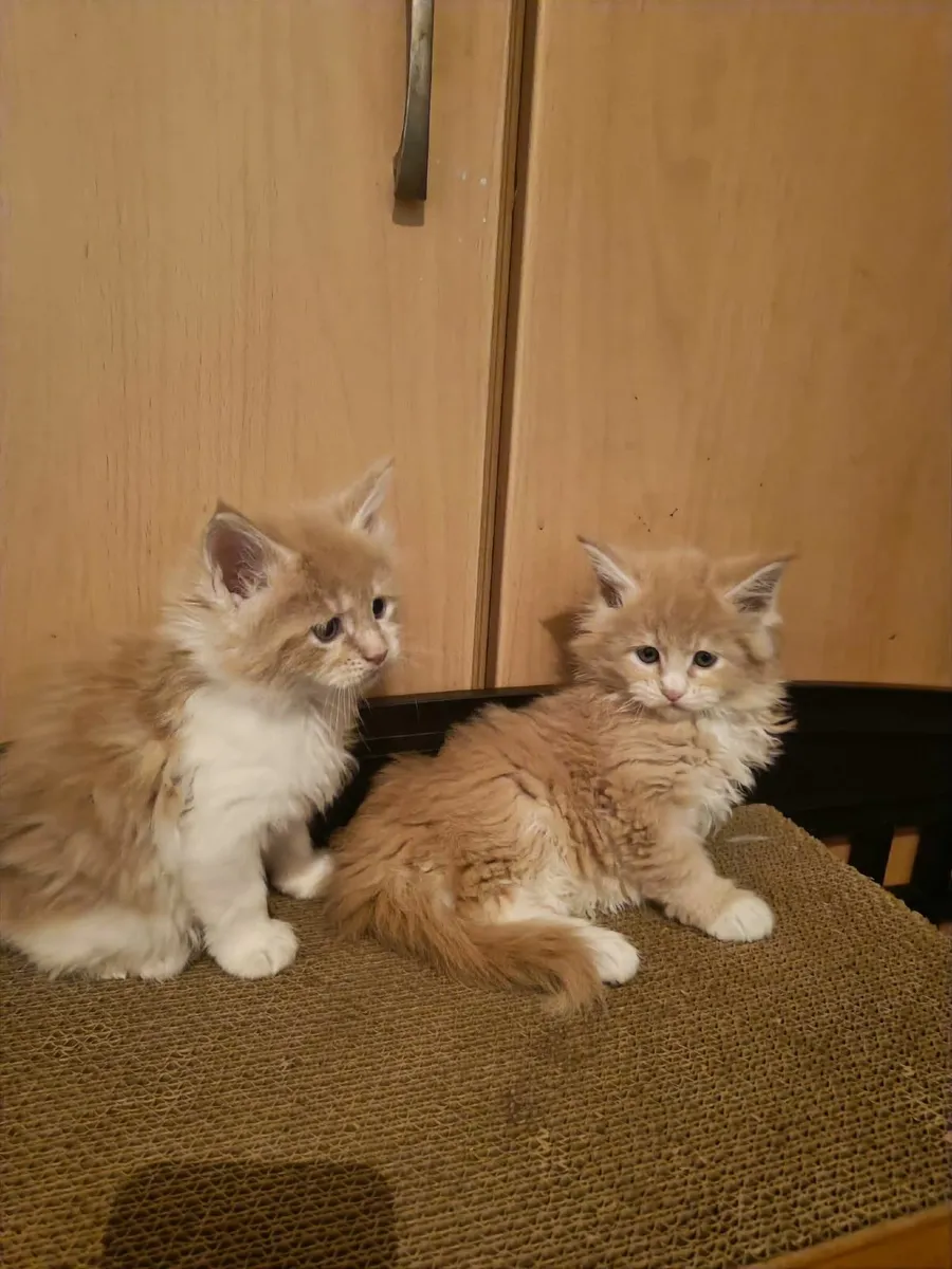 Maine Coon kittens registered with the WSFfor sale - Image 2